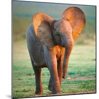 Baby Elephant-Johan Swanepoel-Mounted Photographic Print