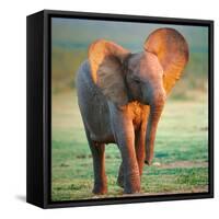 Baby Elephant-Johan Swanepoel-Framed Stretched Canvas