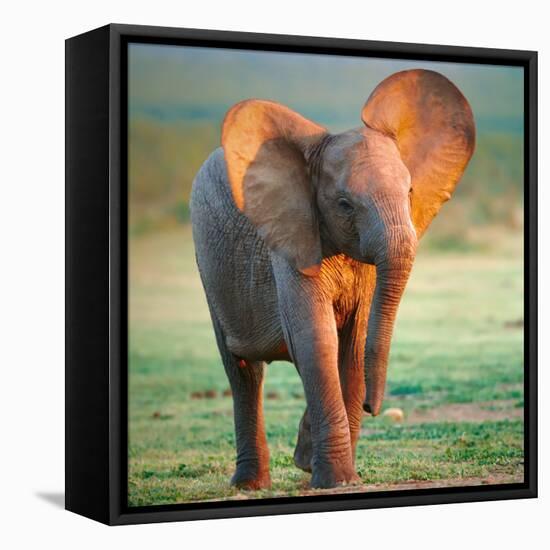 Baby Elephant-Johan Swanepoel-Framed Stretched Canvas
