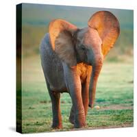 Baby Elephant-Johan Swanepoel-Stretched Canvas