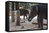 Baby Elephants (Elephantidae) at the Pinnewala Elephant Orphanage, Sri Lanka, Asia-Charlie-Framed Stretched Canvas