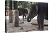 Baby Elephants (Elephantidae) at the Pinnewala Elephant Orphanage, Sri Lanka, Asia-Charlie-Stretched Canvas