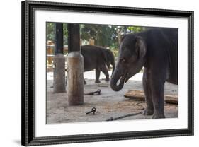 Baby Elephants (Elephantidae) at the Pinnewala Elephant Orphanage, Sri Lanka, Asia-Charlie-Framed Photographic Print