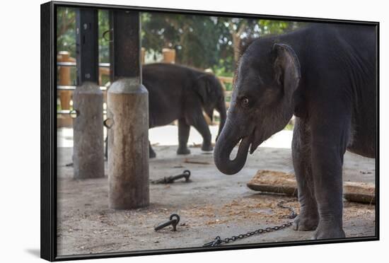 Baby Elephants (Elephantidae) at the Pinnewala Elephant Orphanage, Sri Lanka, Asia-Charlie-Framed Photographic Print