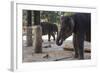 Baby Elephants (Elephantidae) at the Pinnewala Elephant Orphanage, Sri Lanka, Asia-Charlie-Framed Photographic Print