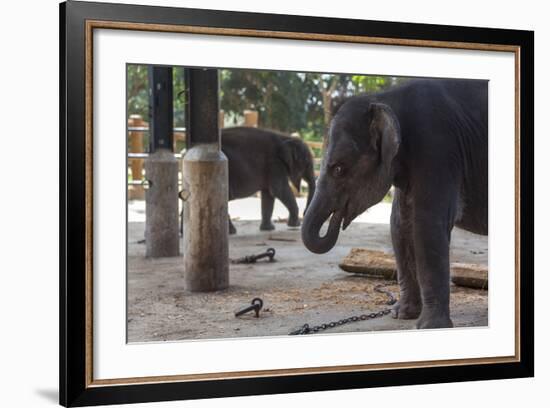 Baby Elephants (Elephantidae) at the Pinnewala Elephant Orphanage, Sri Lanka, Asia-Charlie-Framed Photographic Print