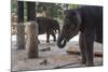 Baby Elephants (Elephantidae) at the Pinnewala Elephant Orphanage, Sri Lanka, Asia-Charlie-Mounted Photographic Print