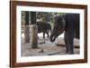 Baby Elephants (Elephantidae) at the Pinnewala Elephant Orphanage, Sri Lanka, Asia-Charlie-Framed Photographic Print