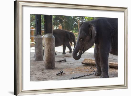 Baby Elephants (Elephantidae) at the Pinnewala Elephant Orphanage, Sri Lanka, Asia-Charlie-Framed Photographic Print