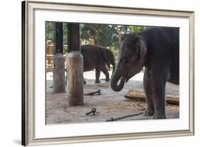 Baby Elephants (Elephantidae) at the Pinnewala Elephant Orphanage, Sri Lanka, Asia-Charlie-Framed Photographic Print