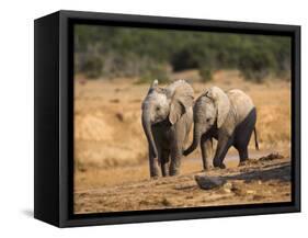 Baby Elephants, Playing in Addo Elephant National Park, South Africa-Steve & Ann Toon-Framed Stretched Canvas