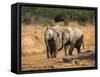 Baby Elephants, Playing in Addo Elephant National Park, South Africa-Steve & Ann Toon-Framed Stretched Canvas