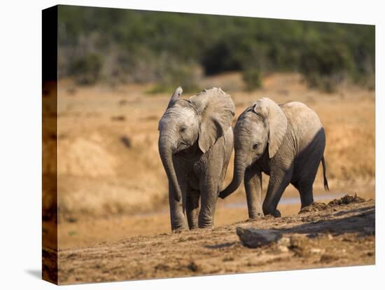 Baby Elephants, Playing in Addo Elephant National Park, South Africa-Steve & Ann Toon-Stretched Canvas