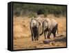 Baby Elephants, Playing in Addo Elephant National Park, South Africa-Steve & Ann Toon-Framed Stretched Canvas