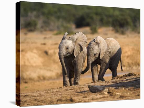 Baby Elephants, Playing in Addo Elephant National Park, South Africa-Steve & Ann Toon-Stretched Canvas