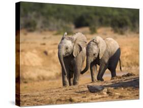 Baby Elephants, Playing in Addo Elephant National Park, South Africa-Steve & Ann Toon-Stretched Canvas