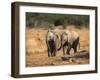 Baby Elephants, Playing in Addo Elephant National Park, South Africa-Steve & Ann Toon-Framed Premium Photographic Print