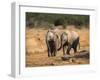 Baby Elephants, Playing in Addo Elephant National Park, South Africa-Steve & Ann Toon-Framed Premium Photographic Print