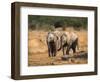 Baby Elephants, Playing in Addo Elephant National Park, South Africa-Steve & Ann Toon-Framed Photographic Print