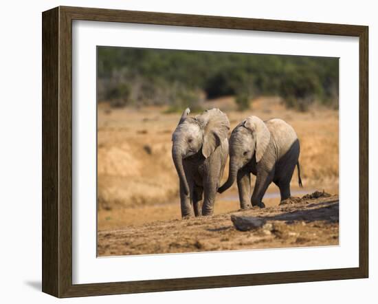 Baby Elephants, Playing in Addo Elephant National Park, South Africa-Steve & Ann Toon-Framed Photographic Print