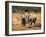 Baby Elephants, Playing in Addo Elephant National Park, South Africa-Steve & Ann Toon-Framed Photographic Print