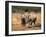 Baby Elephants, Playing in Addo Elephant National Park, South Africa-Steve & Ann Toon-Framed Photographic Print