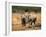 Baby Elephants, Playing in Addo Elephant National Park, South Africa-Steve & Ann Toon-Framed Photographic Print