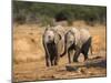 Baby Elephants, Playing in Addo Elephant National Park, South Africa-Steve & Ann Toon-Mounted Photographic Print