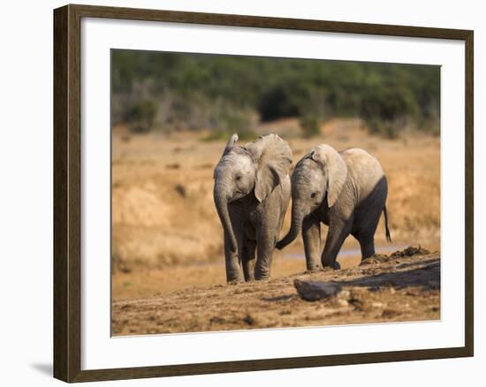 Baby Elephants, Playing in Addo Elephant National Park, South Africa-Steve & Ann Toon-Framed Photographic Print