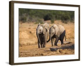 Baby Elephants, Playing in Addo Elephant National Park, South Africa-Steve & Ann Toon-Framed Photographic Print