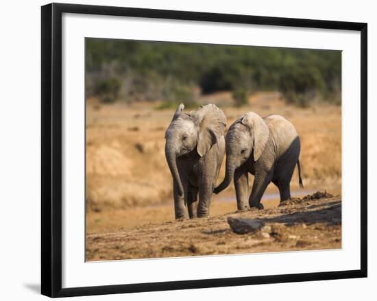 Baby Elephants, Playing in Addo Elephant National Park, South Africa-Steve & Ann Toon-Framed Photographic Print