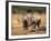 Baby Elephants, Playing in Addo Elephant National Park, South Africa-Steve & Ann Toon-Framed Photographic Print
