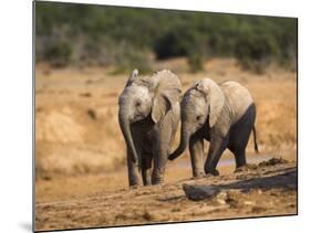 Baby Elephants, Playing in Addo Elephant National Park, South Africa-Steve & Ann Toon-Mounted Photographic Print