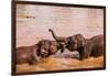 Baby elephants playing in the river, Chitwan Elephant Sanctuary, Nepal, Asia-Laura Grier-Framed Photographic Print