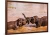 Baby elephants playing in the river, Chitwan Elephant Sanctuary, Nepal, Asia-Laura Grier-Framed Photographic Print