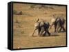 Baby Elephants, Running Towards Water in Addo Elephant National Park, South Africa-Steve & Ann Toon-Framed Stretched Canvas