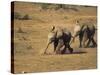 Baby Elephants, Running Towards Water in Addo Elephant National Park, South Africa-Steve & Ann Toon-Stretched Canvas