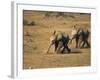 Baby Elephants, Running Towards Water in Addo Elephant National Park, South Africa-Steve & Ann Toon-Framed Photographic Print