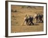 Baby Elephants, Running Towards Water in Addo Elephant National Park, South Africa-Steve & Ann Toon-Framed Photographic Print