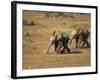 Baby Elephants, Running Towards Water in Addo Elephant National Park, South Africa-Steve & Ann Toon-Framed Photographic Print