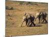 Baby Elephants, Running Towards Water in Addo Elephant National Park, South Africa-Steve & Ann Toon-Mounted Photographic Print