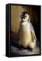 Baby Emperor Penguin I-Vivienne Dupont-Framed Stretched Canvas