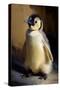 Baby Emperor Penguin I-Vivienne Dupont-Stretched Canvas
