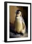 Baby Emperor Penguin I-Vivienne Dupont-Framed Art Print