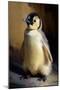 Baby Emperor Penguin I-Vivienne Dupont-Mounted Art Print