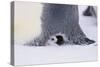 Baby Emperor Penguin Warming beneath an Adult-DLILLC-Stretched Canvas