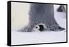 Baby Emperor Penguin Warming beneath an Adult-DLILLC-Framed Stretched Canvas