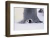 Baby Emperor Penguin Warming beneath an Adult-DLILLC-Framed Photographic Print