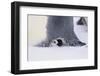 Baby Emperor Penguin Warming beneath an Adult-DLILLC-Framed Photographic Print