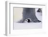 Baby Emperor Penguin Warming beneath an Adult-DLILLC-Framed Photographic Print